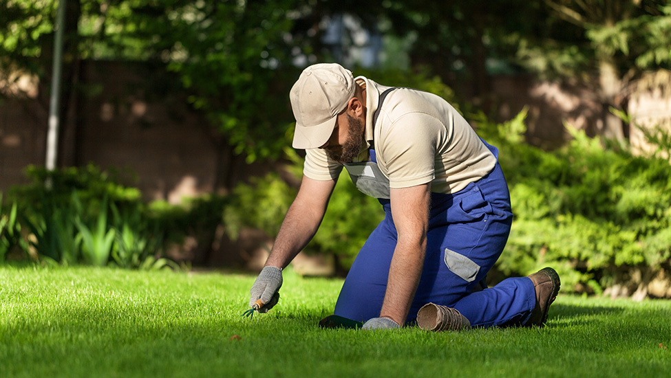 Turfing Services in Wembley, Professional Turf Installation Mill Hill, Edgware